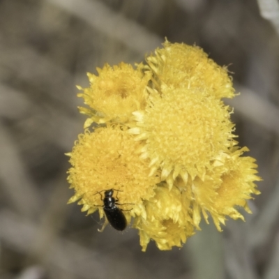 Dasytinae (subfamily) (Soft-winged flower beetle) at Dunlop Grassland (DGE) - 7 Nov 2023 by kasiaaus