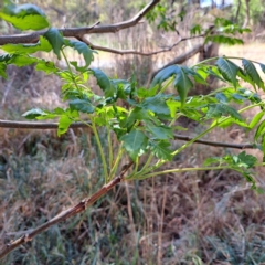 Koelreuteria paniculata (Golden Rain Tree) at Evatt, ACT - 6 Nov 2023 by abread111