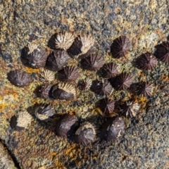 Siphonaria diemenensis at Currie, TAS - 27 Oct 2023 by HelenCross