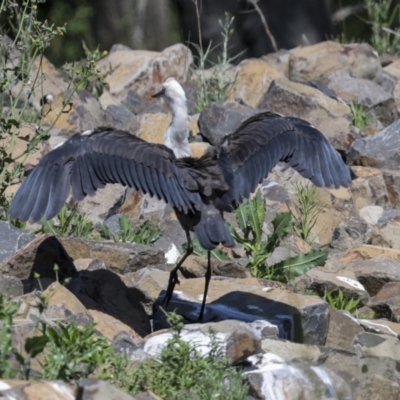 Ardea pacifica (White-necked Heron) at Evatt, ACT - 7 Nov 2023 by AlisonMilton