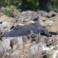 Ardea pacifica at Evatt, ACT - 7 Nov 2023 09:19 AM