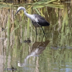 Ardea pacifica at Evatt, ACT - 7 Nov 2023