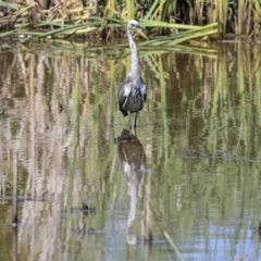 Ardea pacifica at Evatt, ACT - 7 Nov 2023