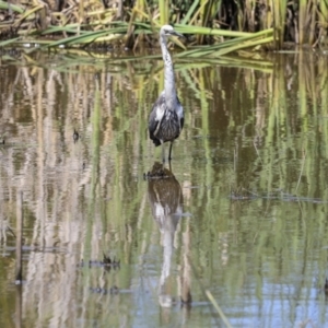 Ardea pacifica at Evatt, ACT - 7 Nov 2023 09:19 AM