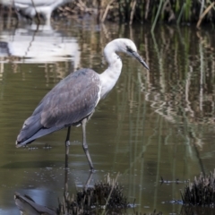 Ardea pacifica at Evatt, ACT - 7 Nov 2023 09:19 AM