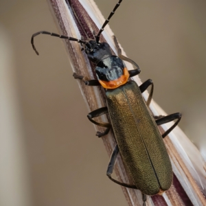 Chauliognathus lugubris at Murrumbateman, NSW - 5 Nov 2023 06:13 PM