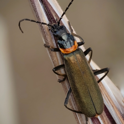 Chauliognathus lugubris (Plague Soldier Beetle) at Murrumbateman, NSW - 5 Nov 2023 by amiessmacro