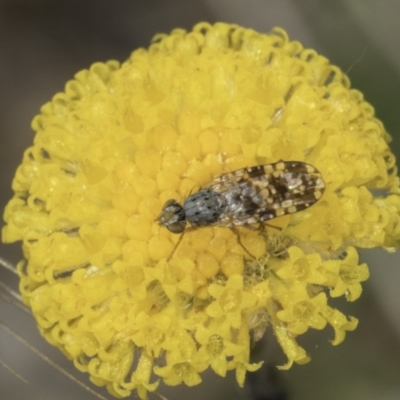 Austrotephritis poenia (Australian Fruit Fly) at Dunlop Grassland (DGE) - 7 Nov 2023 by kasiaaus