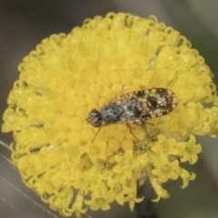 Austrotephritis poenia (Australian Fruit Fly) at Dunlop Grasslands - 7 Nov 2023 by kasiaaus