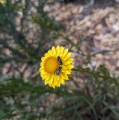 Lasioglossum (Chilalictus) lanarium (Halictid bee) at Hackett, ACT - 7 Nov 2023 by WalterEgo