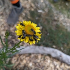 Lasioglossum (Chilalictus) lanarium at Hackett, ACT - 7 Nov 2023 06:46 PM