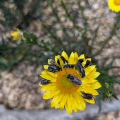 Lasioglossum (Chilalictus) lanarium at Hackett, ACT - 7 Nov 2023 06:46 PM