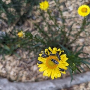 Lasioglossum (Chilalictus) lanarium at Hackett, ACT - 7 Nov 2023 06:46 PM