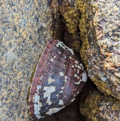 Unverified Sea Shell, Sea Slug or Octopus (Mollusca) at Currie, TAS - 27 Oct 2023 by HelenCross
