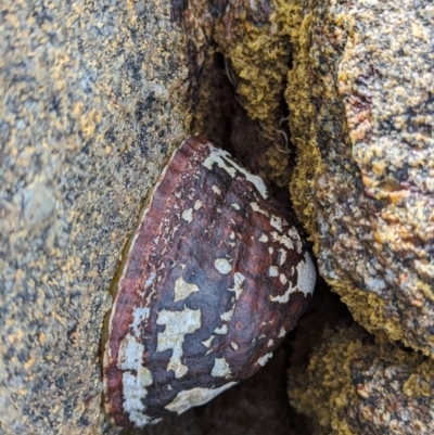 Unidentified Sea Shell, Sea Slug or Octopus (Mollusca) at Currie, TAS - 27 Oct 2023 by HelenCross