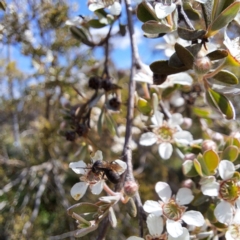 Euryglossa ephippiata (Saddleback Euryglossine Bee) at McKellar, ACT - 6 Nov 2023 by abread111