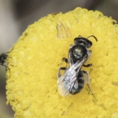 Lasioglossum (Chilalictus) sp. (genus & subgenus) (Halictid bee) at Fraser, ACT - 7 Nov 2023 by kasiaaus