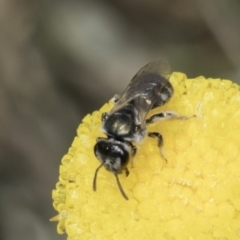 Lasioglossum (Chilalictus) sp. (genus & subgenus) at Dunlop Grassland (DGE) - 7 Nov 2023 12:33 PM