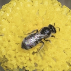 Lasioglossum (Chilalictus) sp. (genus & subgenus) (Halictid bee) at Dunlop Grasslands - 7 Nov 2023 by kasiaaus