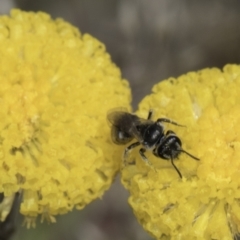 Lasioglossum (Chilalictus) sp. (genus & subgenus) at Dunlop Grassland (DGE) - 7 Nov 2023 12:34 PM