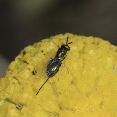 Chalcidoidea (superfamily) (A gall wasp or Chalcid wasp) at Fraser, ACT - 7 Nov 2023 by kasiaaus