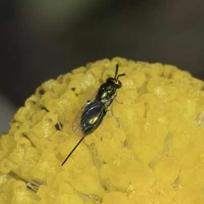 Chalcidoidea (superfamily) (A gall wasp or Chalcid wasp) at Fraser, ACT - 7 Nov 2023 by kasiaaus