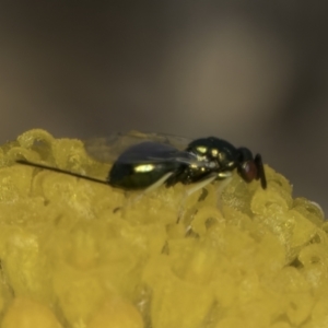 Chalcidoidea (superfamily) at Dunlop Grassland (DGE) - 7 Nov 2023 12:35 PM