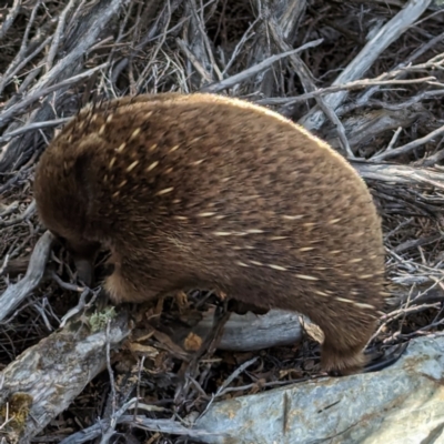 Tachyglossus aculeatus (Short-beaked Echidna) at Seal Rocks Conservation Area - 27 Oct 2023 by HelenCross