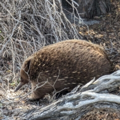 Tachyglossus aculeatus at King Island - 27 Oct 2023 02:59 PM