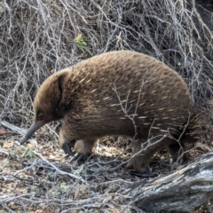 Tachyglossus aculeatus at King Island - 27 Oct 2023 02:59 PM