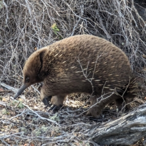 Tachyglossus aculeatus at King Island - 27 Oct 2023 02:59 PM