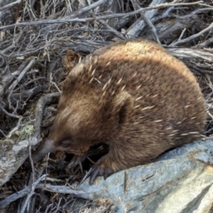 Tachyglossus aculeatus at King Island - 27 Oct 2023 02:59 PM