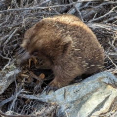 Tachyglossus aculeatus at King Island - 27 Oct 2023 02:59 PM