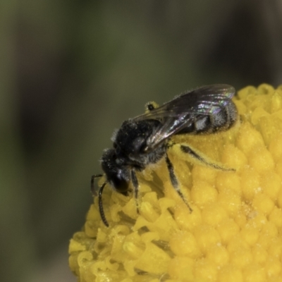 Lasioglossum (Chilalictus) sp. (genus & subgenus) (Halictid bee) at Fraser, ACT - 7 Nov 2023 by kasiaaus