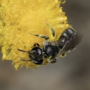 Lasioglossum (Chilalictus) sp. (genus & subgenus) at Dunlop Grassland (DGE) - 7 Nov 2023 12:37 PM