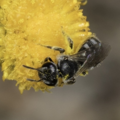 Lasioglossum (Chilalictus) sp. (genus & subgenus) (Halictid bee) at Dunlop Grasslands - 7 Nov 2023 by kasiaaus