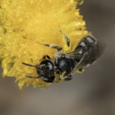 Lasioglossum (Chilalictus) sp. (genus & subgenus) (Halictid bee) at Dunlop Grassland (DGE) - 7 Nov 2023 by kasiaaus