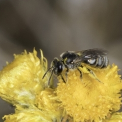 Lasioglossum (Chilalictus) sp. (genus & subgenus) at Dunlop Grassland (DGE) - 7 Nov 2023