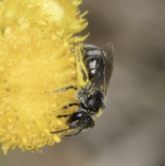 Lasioglossum (Chilalictus) sp. (genus & subgenus) at Dunlop Grassland (DGE) - 7 Nov 2023 12:37 PM