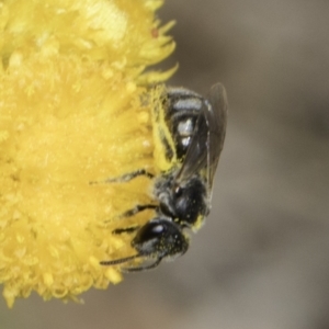 Lasioglossum (Chilalictus) sp. (genus & subgenus) at Dunlop Grassland (DGE) - 7 Nov 2023