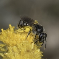 Lasioglossum (Chilalictus) sp. (genus & subgenus) (Halictid bee) at Fraser, ACT - 7 Nov 2023 by kasiaaus