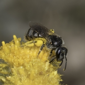 Lasioglossum (Chilalictus) sp. (genus & subgenus) at Dunlop Grassland (DGE) - 7 Nov 2023