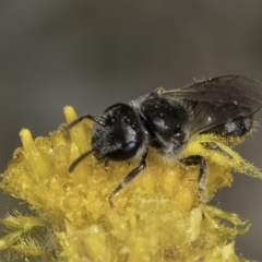 Lasioglossum (Chilalictus) sp. (genus & subgenus) at Dunlop Grassland (DGE) - 7 Nov 2023