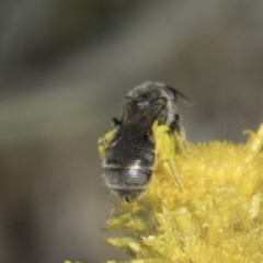 Lasioglossum (Chilalictus) sp. (genus & subgenus) at Dunlop Grassland (DGE) - 7 Nov 2023