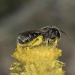 Lasioglossum (Chilalictus) sp. (genus & subgenus) at Dunlop Grassland (DGE) - 7 Nov 2023