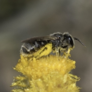 Lasioglossum (Chilalictus) sp. (genus & subgenus) at Dunlop Grassland (DGE) - 7 Nov 2023