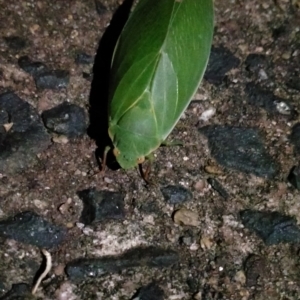 Cystosoma saundersii at Murwillumbah, NSW - 7 Nov 2023 09:48 PM