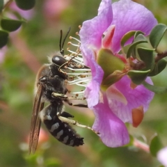 Bembix sp. (genus) at ANBG - 7 Nov 2023