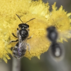 Lasioglossum (Chilalictus) sp. (genus & subgenus) (Halictid bee) at Fraser, ACT - 7 Nov 2023 by kasiaaus