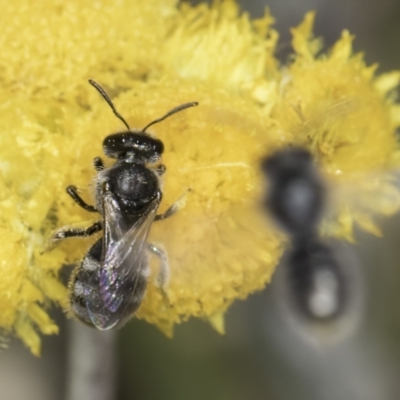 Lasioglossum (Chilalictus) sp. (genus & subgenus) (Halictid bee) at Dunlop Grassland (DGE) - 7 Nov 2023 by kasiaaus